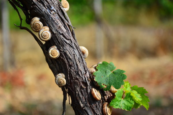 Escargots sur la vigne