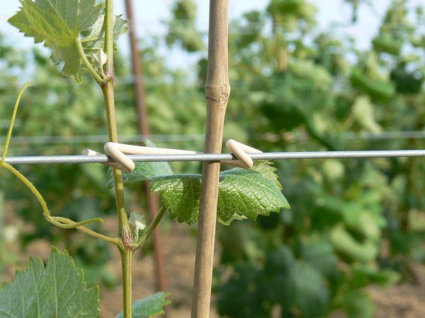 Utilisation d'une attache vigne prenas