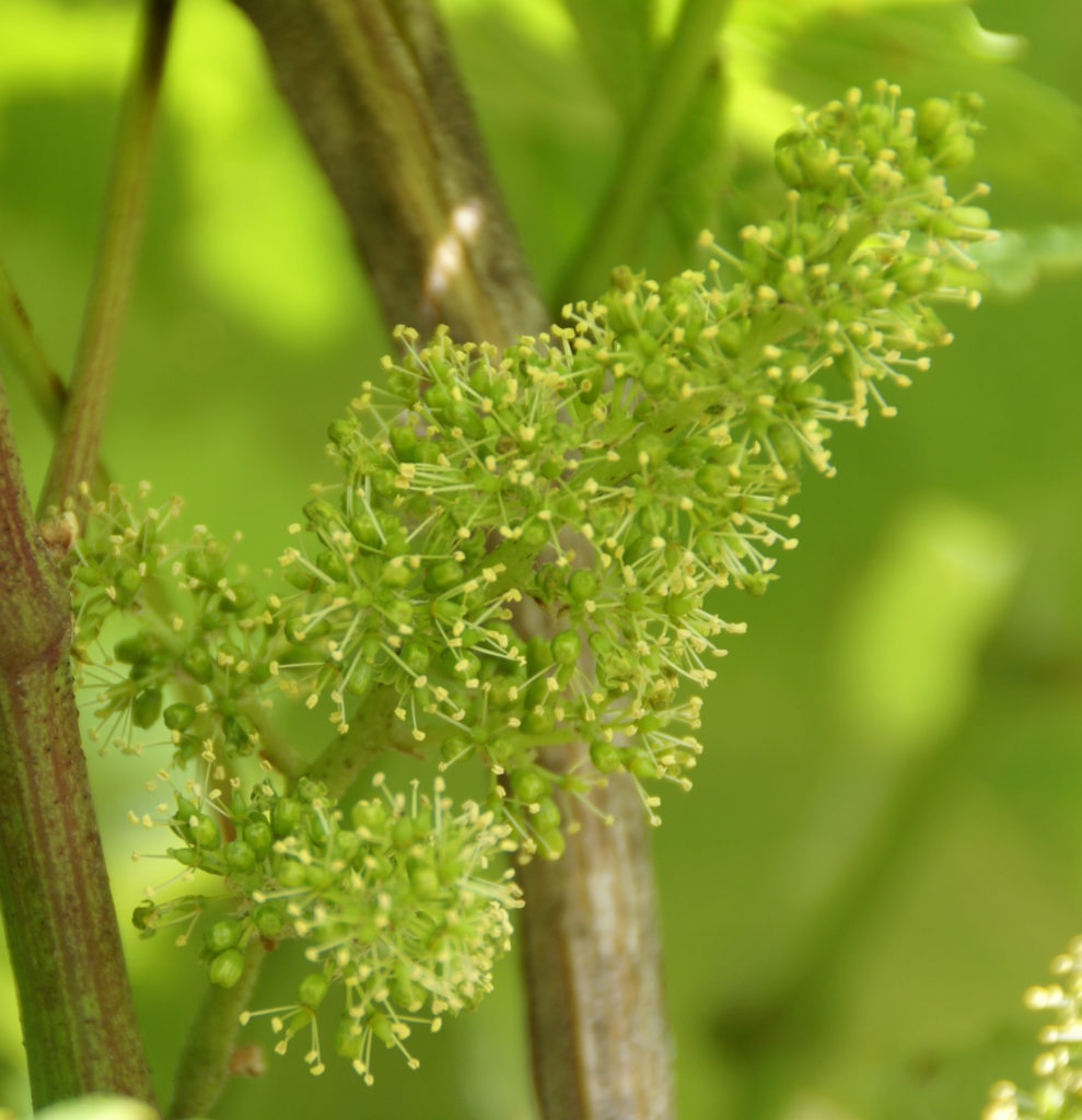 Fertilisation de la vigne