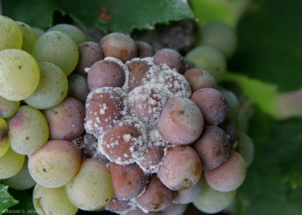 Botrytis