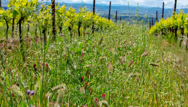 Couverture végétale des rangs de vigne