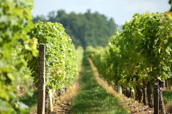 Engazonnement des rangs de vigne