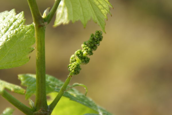 Fertilisation de la vigne