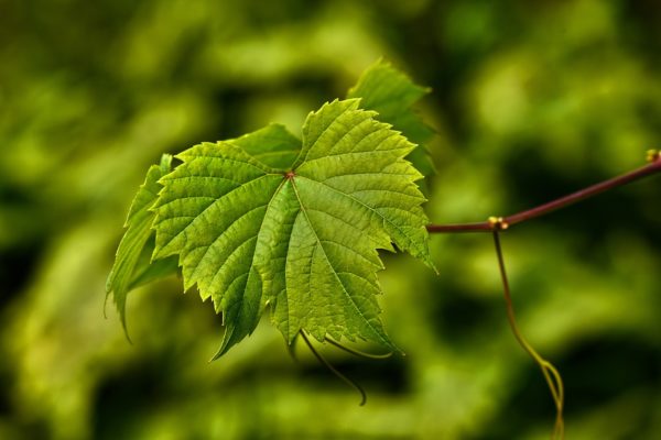 Feuille de vigne