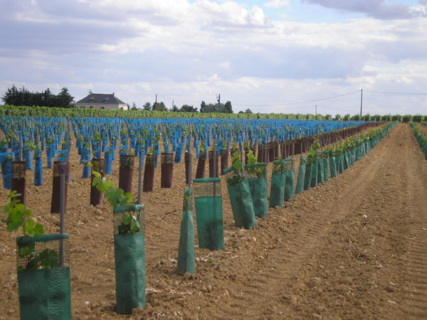 Gaines Planet sur jeunes plantations