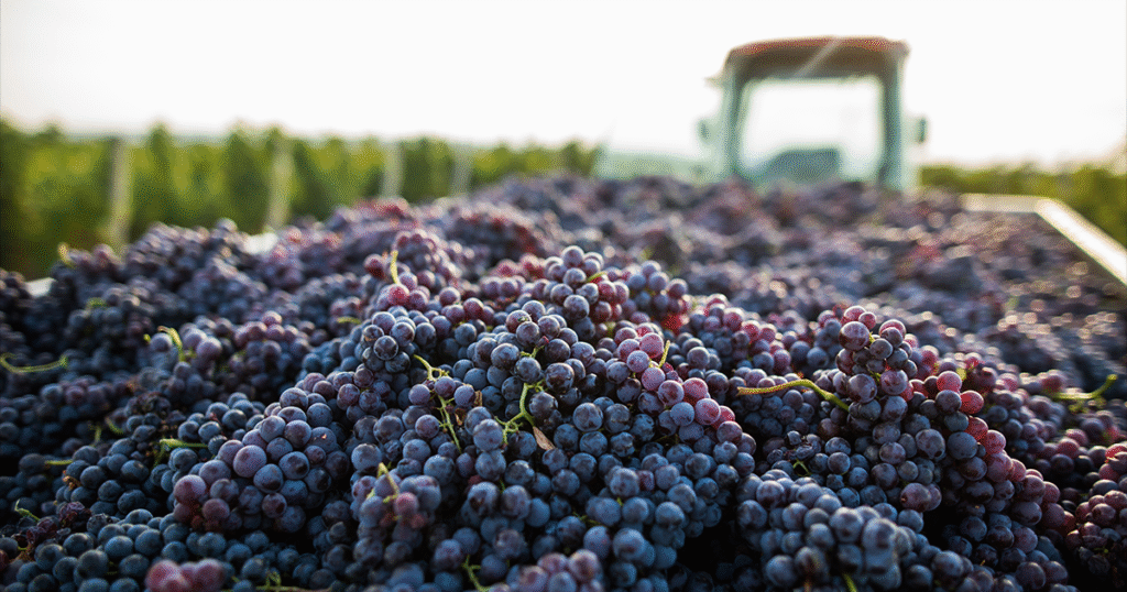 LVVD bilan vendanges 2025