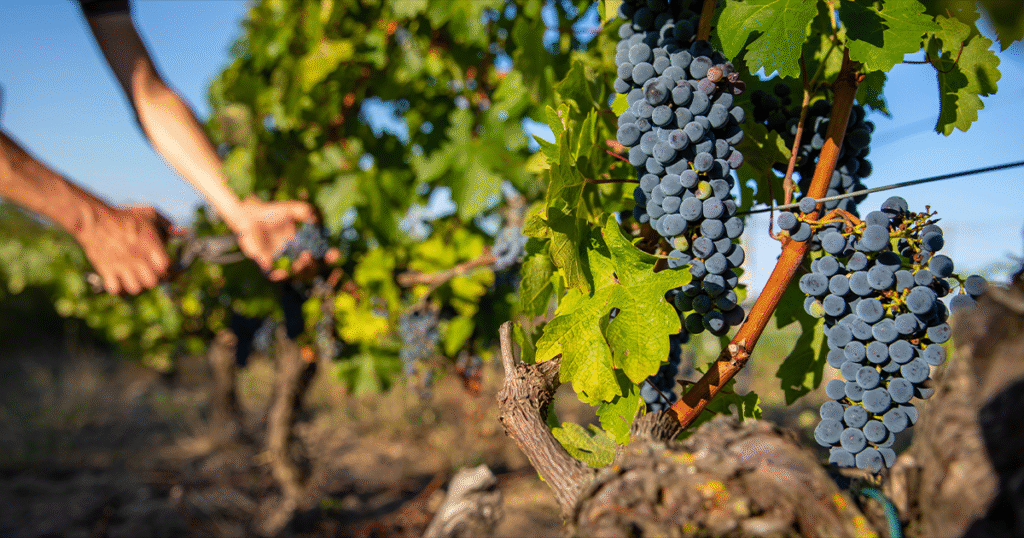 LVVD bilan vendanges 2025 anjou