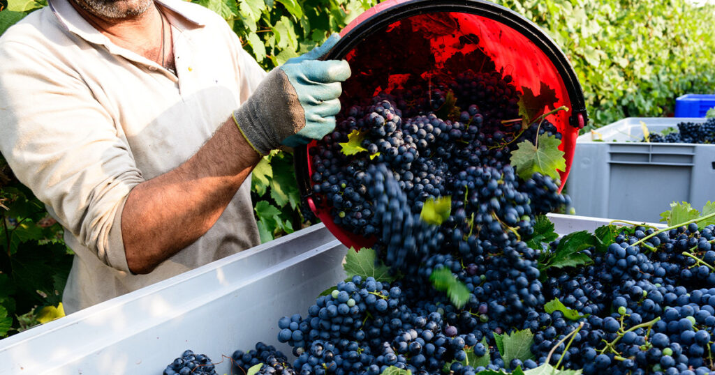 LVVD bilan vendanges 2025 Touraine