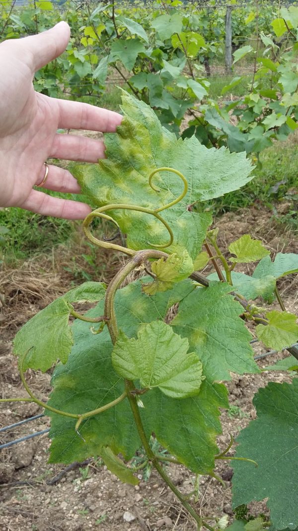 Mildiou maladie de la vigne