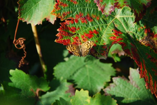 Papillon dans la vigne